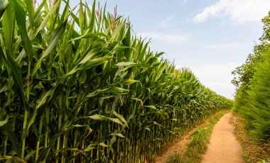MILHO SAFRINHA NO PARANÁ